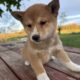 ADORABLE Shiba Inu Puppies For Sale